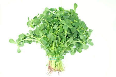 a bunch of purslane grass isolated on a white backgroundの写真素材