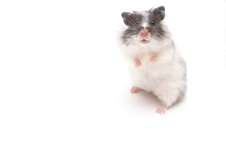 White hamster standing and looking at the camera.の写真素材