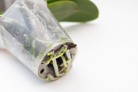 Orchid Flowers with roots in a pot for transplantingの写真素材