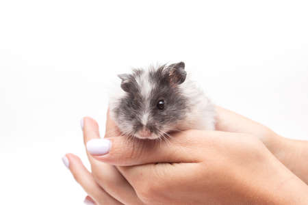 A white hamster sitting on womans handの写真素材