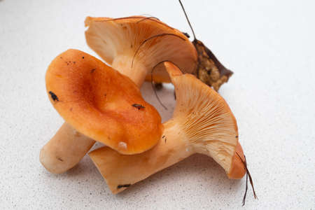 Red raw mushrooms on kitchen table.の写真素材