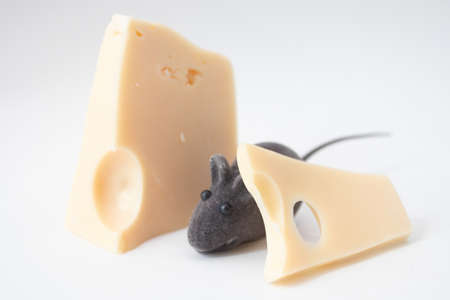 Gray mouse looks out from the pieces of cheese.の写真素材