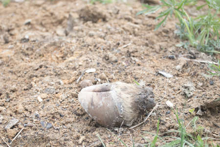 A dead animal's leg on the road, illegal animal burial grounds.の写真素材