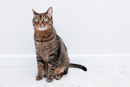 A beautiful large striped thoroughbred cat.の写真素材