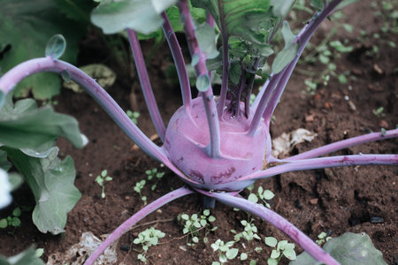Kohlrabi cabbage growing in garden.の写真素材