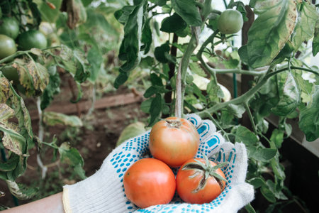 Woman carrying red tomatoes in organic greenhouse garden.の写真素材