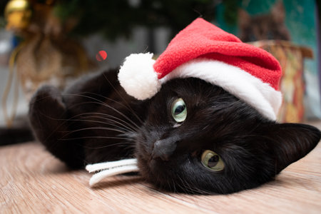 Black cat in a New Year's Santa Claus costume.の写真素材