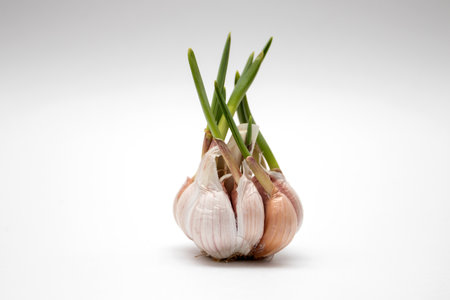 Sprouted head of garlic on white backgroundの写真素材