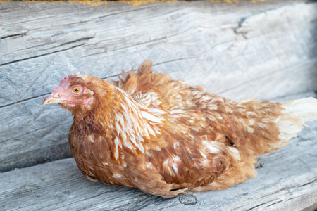 A red chicken sitting on wooden board in the yard on the village.の写真素材