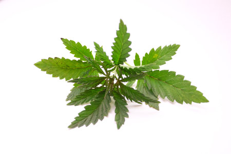 Hemp leaves on a white backgroundの写真素材