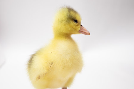 Portrait of a little duckling on white backgroundの写真素材