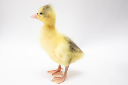 yellow duckling on white backgroundの写真素材