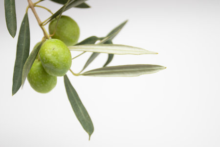 Fresh green olives on a branch on a white backgroundの写真素材