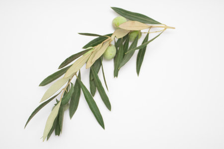 Fresh green olives on a branch on a white backgroundの写真素材