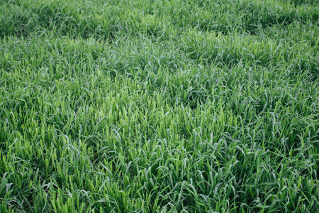Planting young green wheat in the fieldの写真素材