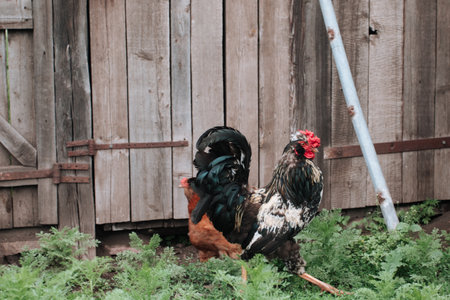 Roosters and a chicken in the courtyard of a village houseの写真素材