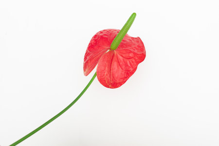 Anthurium flower on a white backgroundの写真素材