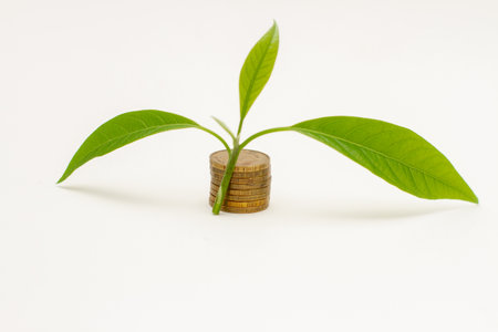 Plant growing from coins stacks on white background.の写真素材
