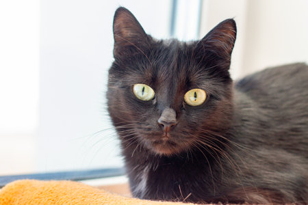 The black cat in the house on the windowsill liesの写真素材