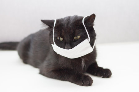 black cat in a medical maskの写真素材