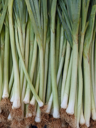 background of fresh organic green leekの写真素材