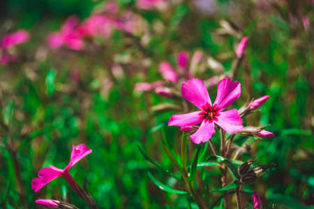 The flower on the flowerbed