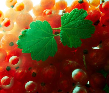 Currant in waterの写真素材