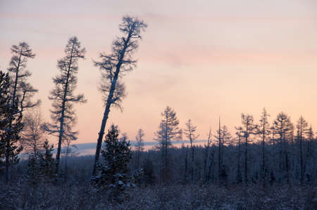 Sunset in the wood between the trees strains in winter periodの写真素材