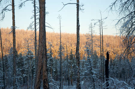 Sunset in the wood between the trees strains in winter period