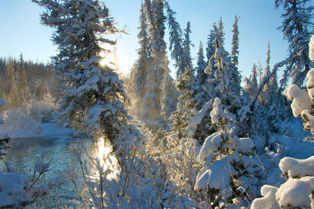 Sunset in the wood between the trees strains in winter periodの写真素材