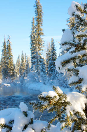 Sunset in the wood between the trees strains in winter periodの写真素材