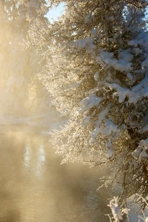 Sunset in the wood between the trees strains in winter periodの写真素材