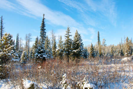 Close-up shot of the frozen grass in the winter morning in mountains.の写真素材