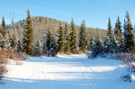Sunset in the wood between the trees strains in winter periodの写真素材