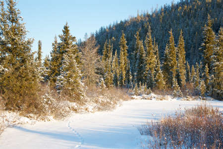 Sunset in the wood between the trees strains in winter periodの写真素材