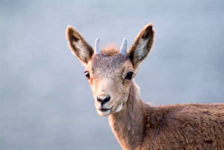 A Close up photo of the head and face of a very cute, young baby deer fawn in autumnの写真素材
