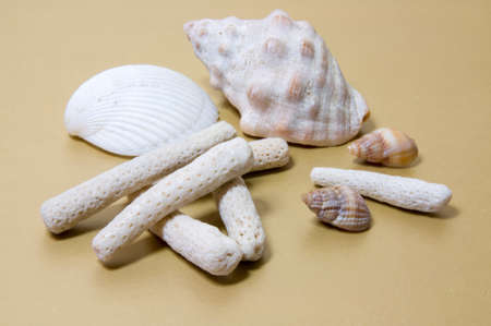Coral Rubble formed from old dead coral that is washed up onto the beach with some shells on light...