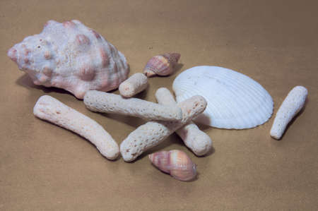Coral Rubble formed from old dead coral that is washed up onto the beach with some shells on brown...