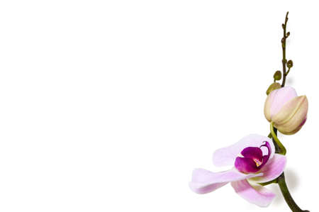 Pink orchid on white background with free space for text.の写真素材