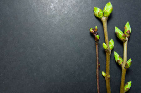 Three twigs with swell buds on grey background with free space for text.の写真素材