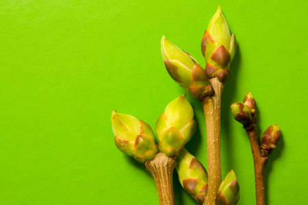Three twigs with swell buds close-up on green background with free space for text.の写真素材