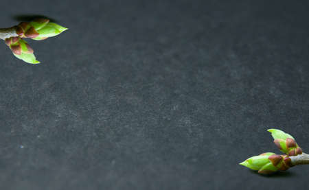 Two diagonally twigs with swell buds close-up on grey background in lower right and upper left corners  with free space for text.の写真素材