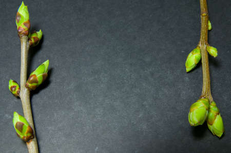 Two twigs with swell buds close-up on grey background on sides focus at centre with free space for text.の写真素材