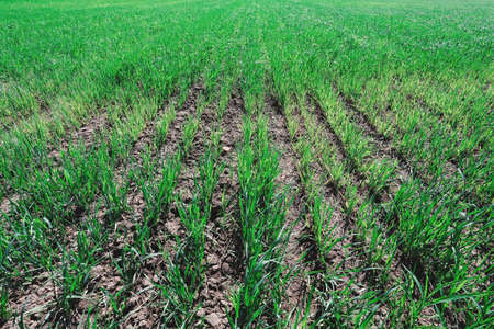 Summer field of grass on a sunny dayの写真素材