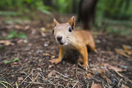 curious squirrel in the woods, land in the forest