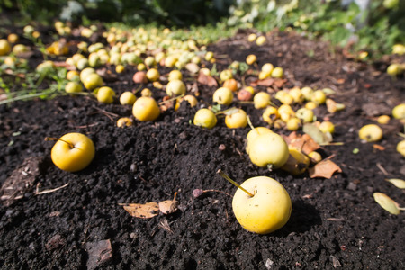 Fallen green apples, sweet ripe fruits, groundの写真素材