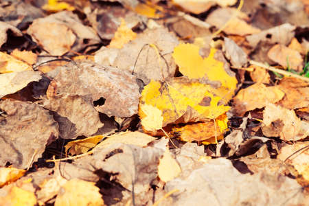 Colorful and bright background made of fallen autumn leaves