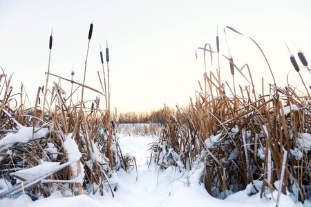 winter landscape in the village. reeds in the snow in a forest. Sunlightの写真素材