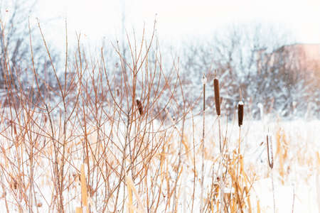 Winter landscape in the village. reeds in the snow in a forest. Sunlight
