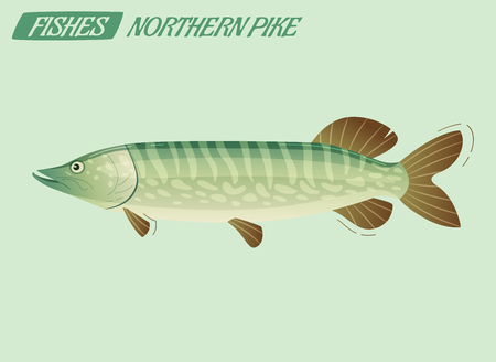 Fish northern pike character. Cartoon vector illustration. Fishing or food conceptのイラスト素材